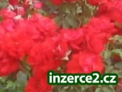 Seriozní přívydělek,přes internet !