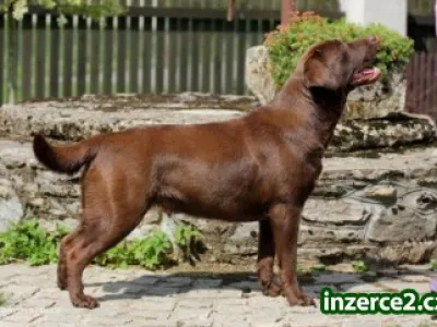 Štěňata Labrador s PP