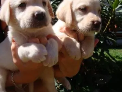 Labrador, Labradorský retrívr
