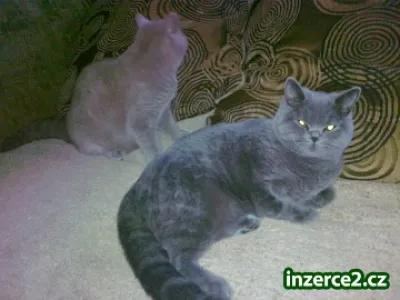 ztratila se britská modrá kočička