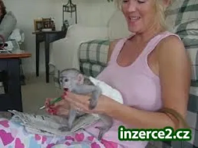 kapucín opice male a female dosť pre prijatie