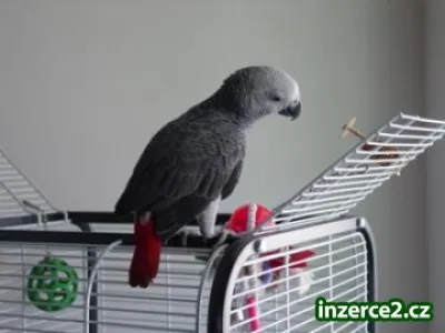 Africké šedá papoušci k přijetí