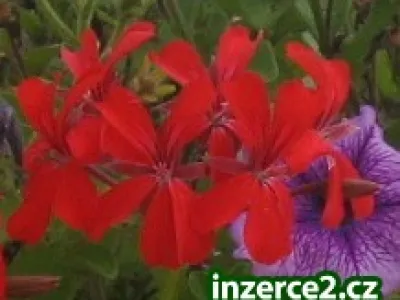 Seriozní přívydělek,přes internet !