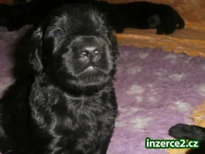 Flat coated retriever s PP