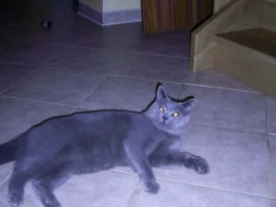 Britský modrý kocourek ke krytí