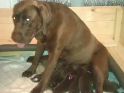 Štěňata čokoládového Labradora