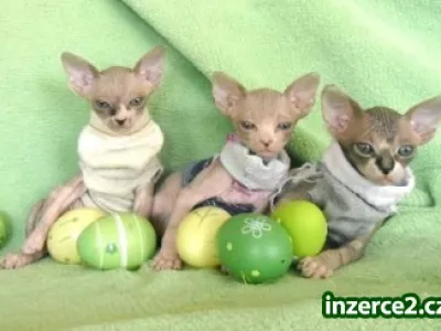 Sphynx koťátka s PP, letní cena