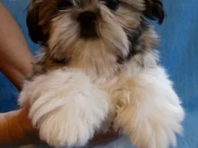 Krásná štěňátka Shih-tzu s PP
