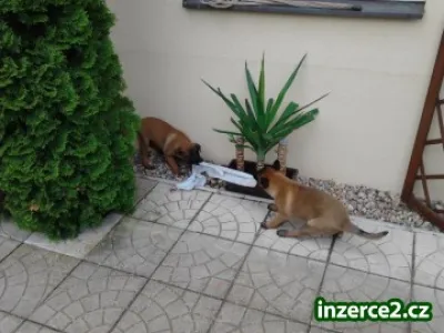 prodam fenku belgickeho ovcaka malinois
