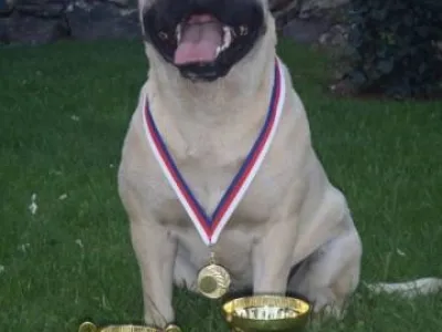 Prodám štěňata Mallorské dogy s PP
