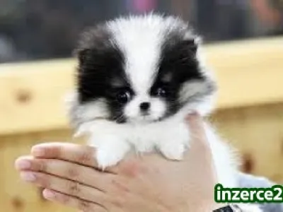Pomeranian šteňa k dispozícii.