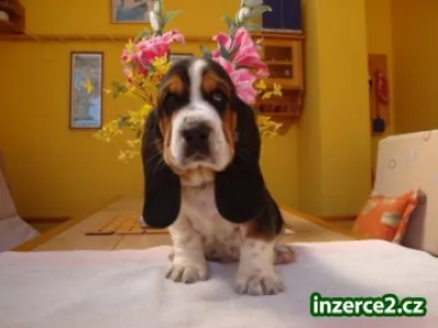 Basset Hound, Basset, Baset
