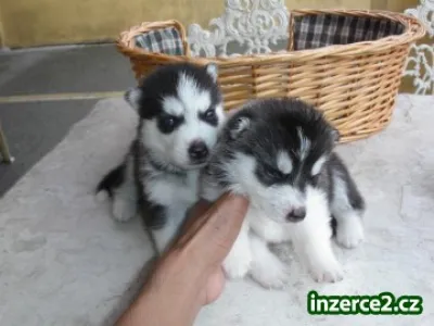 Sibírsky Husky šteňatá pre krásne domy