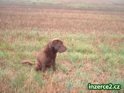 Labrador ke krytí