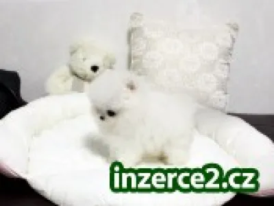 Desivý šálka Pomeranian šteňa k dispozícii.