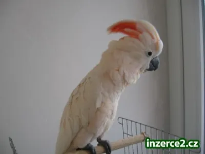 Kakadu molucký