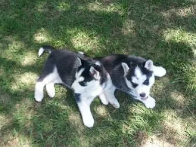Dvě krásné sibiřský husky štěňata na přijetí