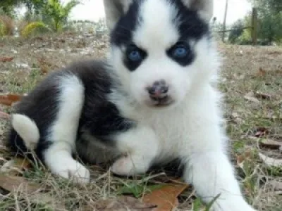 Dvě krásné sibiřský husky štěňata na přijetí