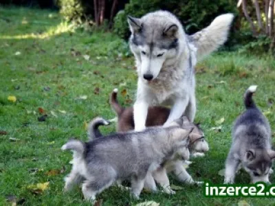 nádherný Husky