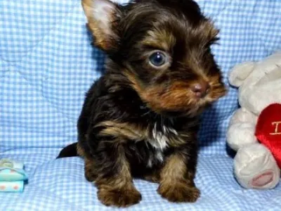 Čokoládový Jorkšírský Terrier