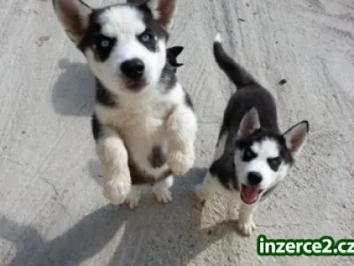 Krásné modré oči sibiřský husky štěňata na prodej.