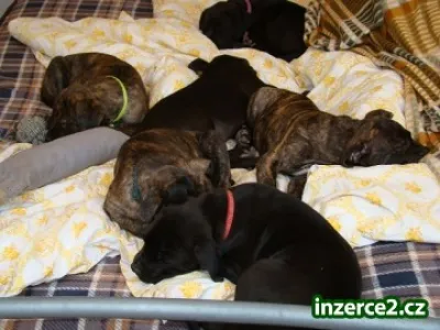 Štěňata pitbulterier