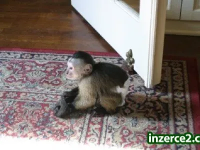 Roztomilých půvabný samec a samice Kapucínské