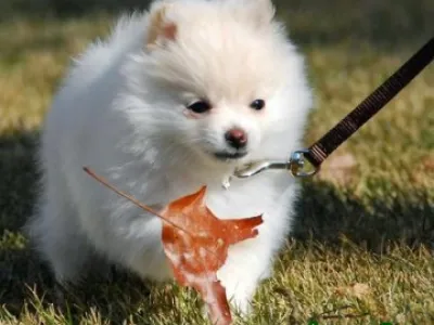 Pomeranian štěňata pro přijetí
