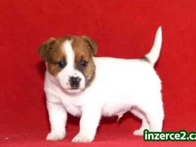 2 Jack Russell teriér štěňata pro přijetí