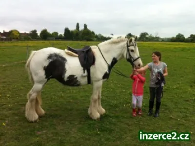 Gypsy Vanner kůň