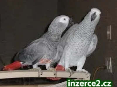 Páry mluvit afrických šedých papoušků