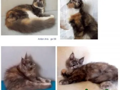 Nabídka koťátek - luxusní Mainská mývalí, vrh A