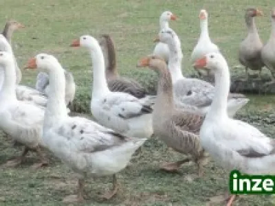 Živé husy na chov i na maso