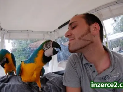Krásné párů modré a zlatá papoušek papoušci za 300€ každý.
