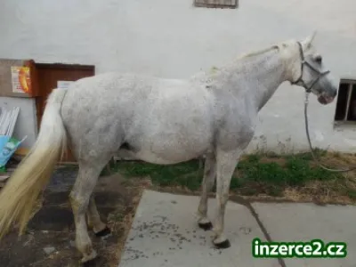 Daruji koně