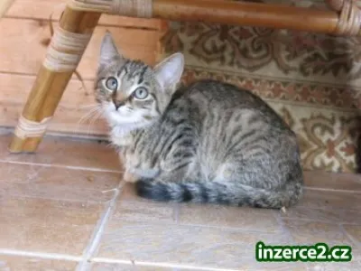 Náhled
