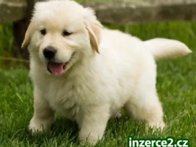 Zlatý retrívr puppies- Pánská & Dámské