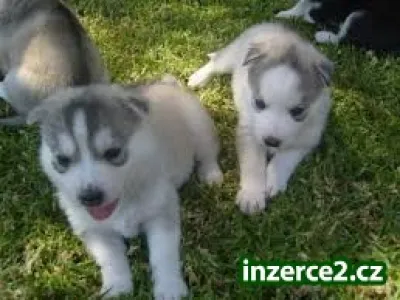 sibiřský husky