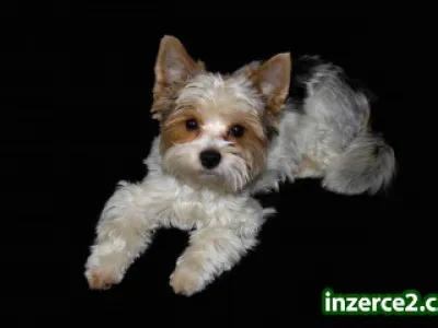 Máme nádherného psa Biewer Yorkshire Terrier s papírama na připuštění