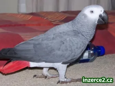 ZAKO KONGO