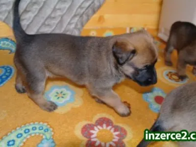 Belgický ovčák - Malinois