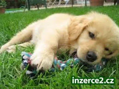Ohromující a roztomilé štěně Zlatý retriever