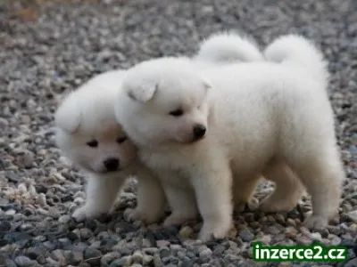Akita inu šteňatá
