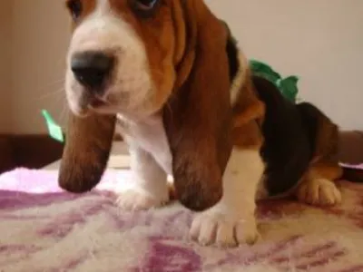 Basset hound, Basset, Baset