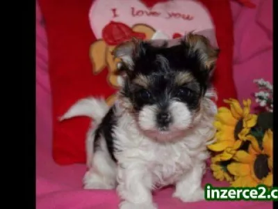 Biewer yorkshire terrier - fenečka s PP