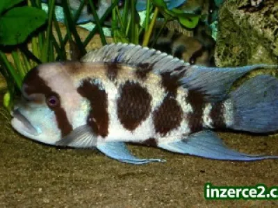 Akvarijní rybičky až do domu