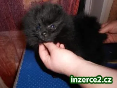 Pomeranian štěňata