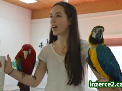 Modrá a zlatá papoušek papoušci s papíry