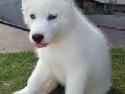 Sibiřský husky na prodej bez PP