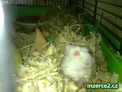 Prodám křečka bileho